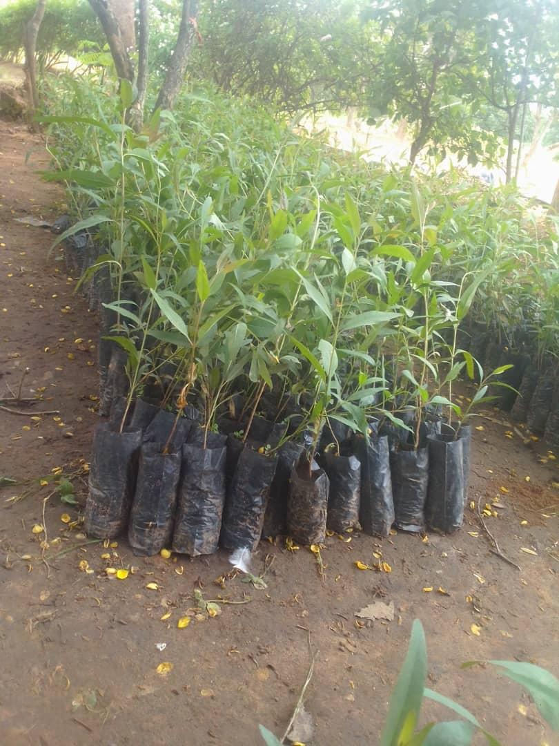 Fruit Trees Ready for Planting