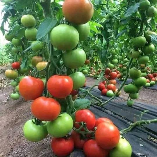 fresh tomato 2